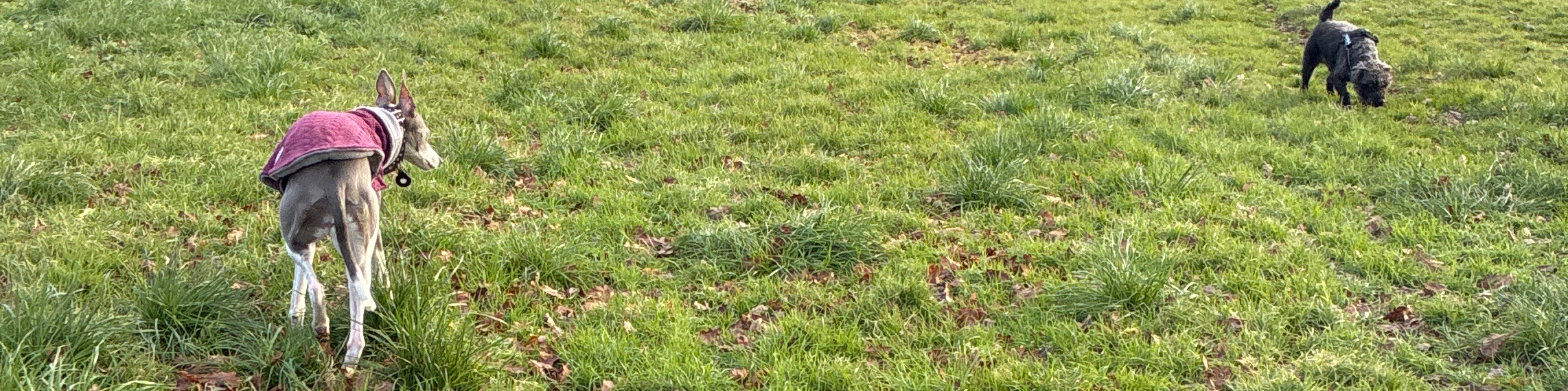 Dog Freedom Private Field